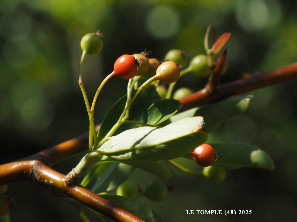 Pyracantha fruit